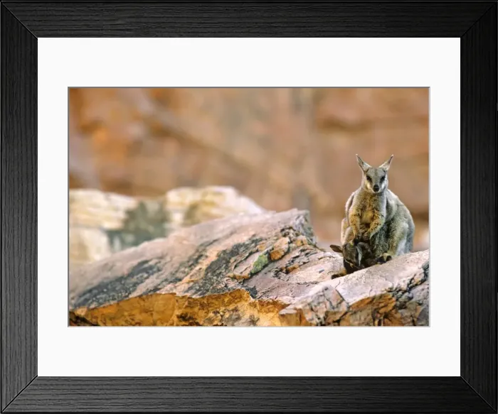 Framed Print : Black-footed Rock-Wallaby - With young - Simpsons Gap - West MacDonnell Ranges - Northern Territory - Australia JPF05513 Framed Print : Black-footed Rock-Wallaby - With young - Simpsons Gap - West MacDonnell Ranges - Northern Territory - Australia JPF05513