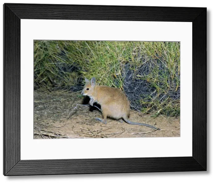 Framed Print : Rufous Hare-Wallaby / Mala - Bernier Island, Western Australia JPF05275 Framed Print : Rufous Hare-Wallaby / Mala - Bernier Island, Western Australia JPF05275