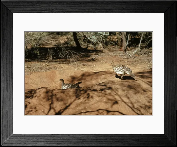 Framed Print : Malleefowl - Male and female on mound, - South western and southern Australia JPF05455 Framed Print : Malleefowl - Male and female on mound, - South western and southern Australia JPF05455