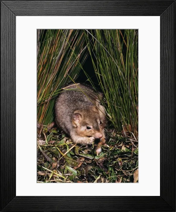 Framed Print : Burrowing Bettong / Boodie / Lesueur's Rat Kangaroo - Barrow Island, Western Australia JPF05641 Framed Print : Burrowing Bettong / Boodie / Lesueur's Rat Kangaroo - Barrow Island, Western Australia JPF05641