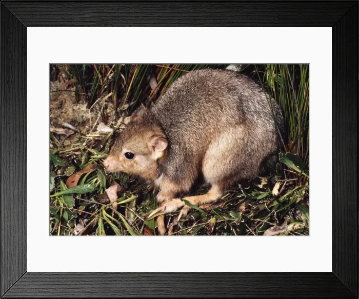 Framed Print : Burrowing Bettong / Boodie / Lesueur's Rat Kangaroo - Barrow Island - Western Australia JPF05636 Framed Print : Burrowing Bettong / Boodie / Lesueur's Rat Kangaroo - Barrow Island - Western Australia JPF05636