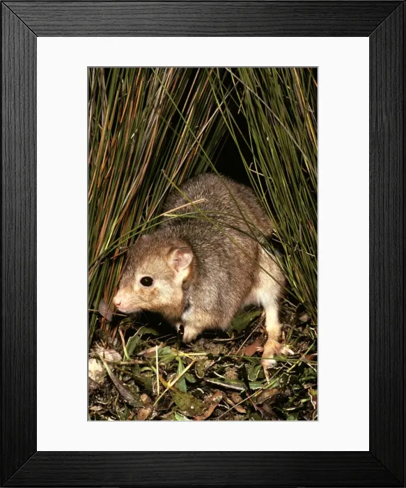 Framed Print : Burrowing Bettong / Boodie / Lesueur's Rat Kangaroo - Barrow Island - Western Australia JPF05633 Framed Print : Burrowing Bettong / Boodie / Lesueur's Rat Kangaroo - Barrow Island - Western Australia JPF05633