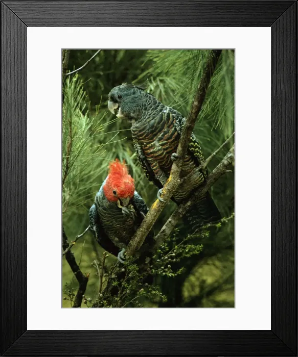 Framed Print : Gang-gang Cockatoo - Male and female in tree, inland Australia, Southeastern Australia JPF07500 Framed Print : Gang-gang Cockatoo - Male and female in tree, inland Australia, Southeastern Australia JPF07500