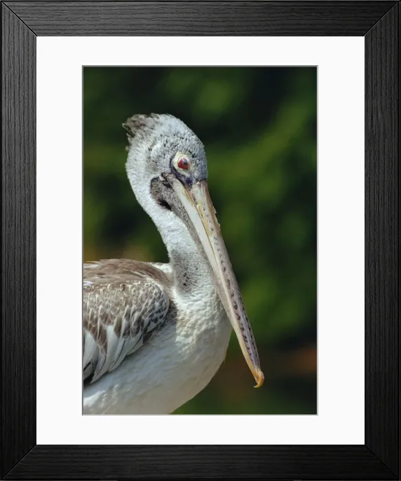 Framed Print : Spot-billed Pelican - Close-up - Southern Asia to the Philippines JPF07359 Framed Print : Spot-billed Pelican - Close-up - Southern Asia to the Philippines JPF07359