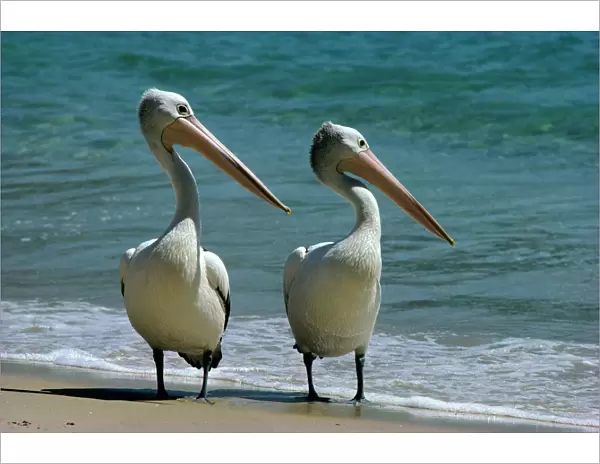 Australian Pelican - Two birds at water's edge Australia - winters to Indonesia JPF07340