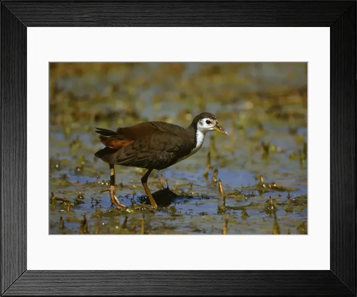 Framed Print : White-breasted Waterhen - Keoladeo National Park, Bharatpur, Rajasthan, India JPF07253 Framed Print : White-breasted Waterhen - Keoladeo National Park, Bharatpur, Rajasthan, India JPF07253