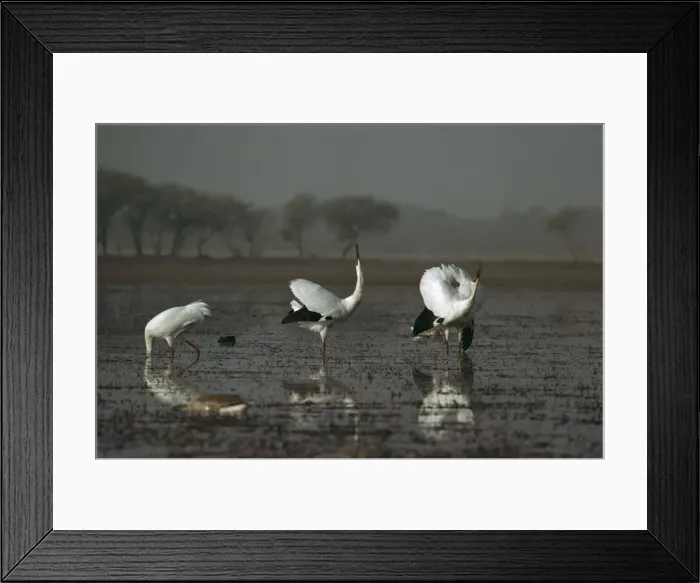 Framed Print : Siberian Crane - Displaying - Keoladeo National Park, Bharatpur, Rajasthan, India, Central Asia to India, Korea, Japan JPF07113 Framed Print : Siberian Crane - Displaying - Keoladeo National Park, Bharatpur, Rajasthan, India, Central Asia to India, Korea, Japan JPF07113