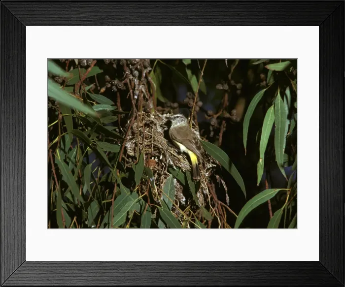 Framed Print : Yellow-rumped Thornbill - at nest - Central Australia JPF07835 Framed Print : Yellow-rumped Thornbill - at nest - Central Australia JPF07835