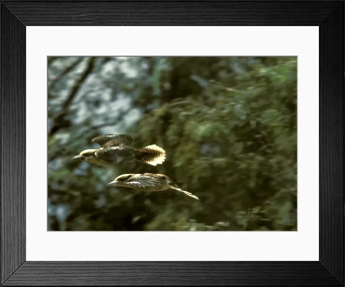 Framed Print : Laughing Kookaburra - Two in flight - Eastern and south eastern Australia JPF06829 Framed Print : Laughing Kookaburra - Two in flight - Eastern and south eastern Australia JPF06829