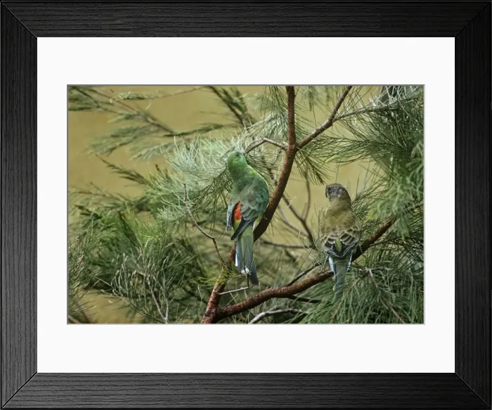 Framed Print : Red-rumped Parrot - In trees - Canberra, Australian Capital Territory, southeastern Australia JPF07774 Framed Print : Red-rumped Parrot - In trees - Canberra, Australian Capital Territory, southeastern Australia JPF07774