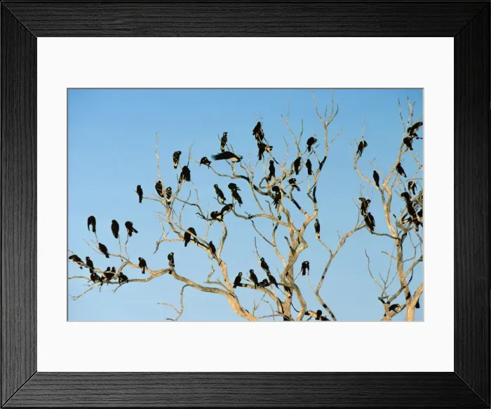 Framed Print : Long-billed Black Cockatoo - Flock perched in bare-branched tree, Western Australia JPF07609 Framed Print : Long-billed Black Cockatoo - Flock perched in bare-branched tree, Western Australia JPF07609