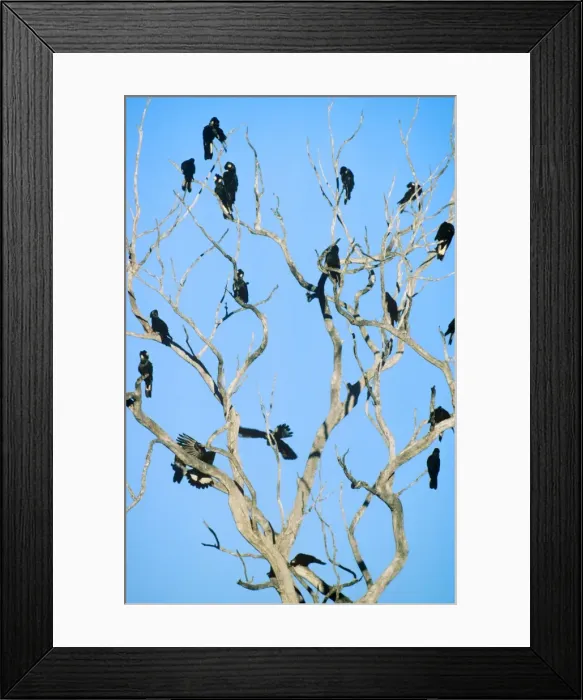 Framed Print : Long-billed Black Cockatoo - Flock perched in bare-branched tree, Western Australia JPF07608 Framed Print : Long-billed Black Cockatoo - Flock perched in bare-branched tree, Western Australia JPF07608
