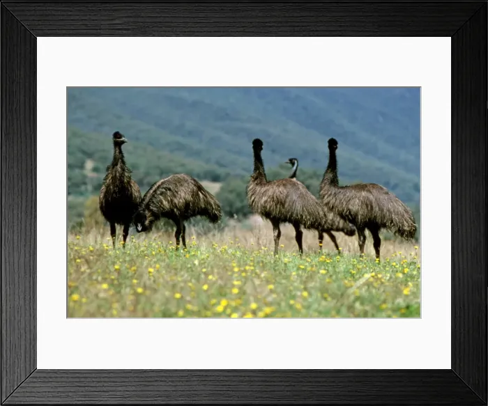 Framed Print : Emu - Group in field - Australia JPF06175 Framed Print : Emu - Group in field - Australia JPF06175