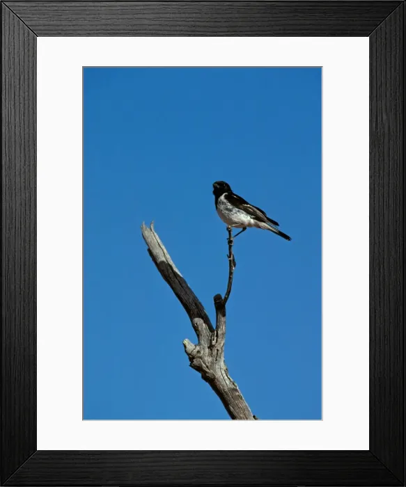 Framed Print : Hooded Robin - Perched on branch - Central Australia JPF08087 Framed Print : Hooded Robin - Perched on branch - Central Australia JPF08087