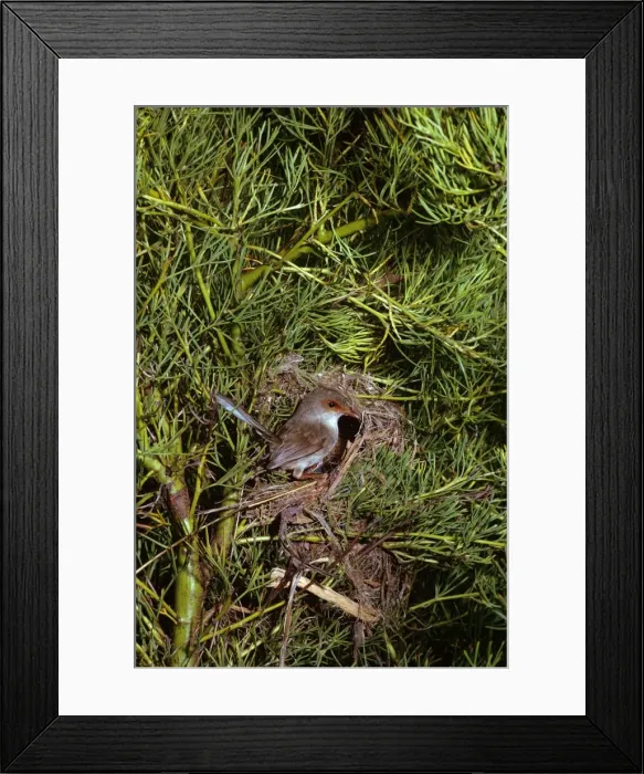 Framed Print : Superb Fairy Wren - Female at nest, New South Wales, South eastern Australia JPF07907 Framed Print : Superb Fairy Wren - Female at nest, New South Wales, South eastern Australia JPF07907