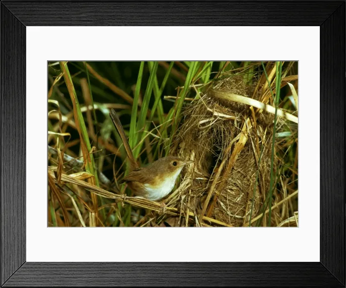 Framed Print : Red-backed Fairy Wren - Female at nest - Northern New South Wales, Australia JPF07914 Framed Print : Red-backed Fairy Wren - Female at nest - Northern New South Wales, Australia JPF07914