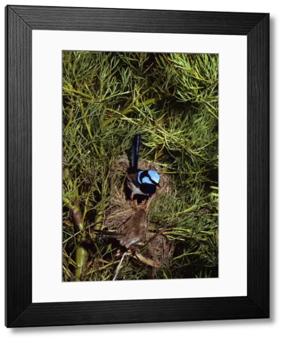 Framed Print : Superb Fairy Wren - Male & female at nest with chicks, New South Wales -South eastern Australia JPF07908 Framed Print : Superb Fairy Wren - Male & female at nest with chicks, New South Wales -South eastern Australia JPF07908
