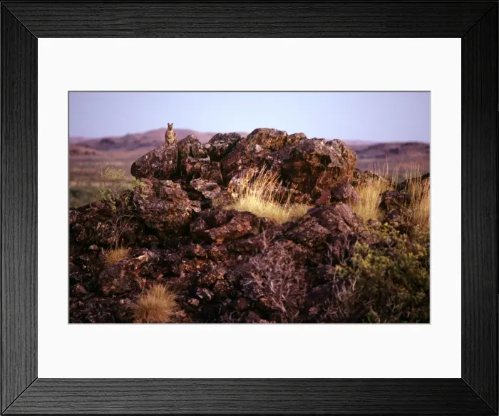 Framed Print : Purple- Necked Rock Wallaby - Selwyn Range, Queensland, Australia JPF11715 Framed Print : Purple- Necked Rock Wallaby - Selwyn Range, Queensland, Australia JPF11715
