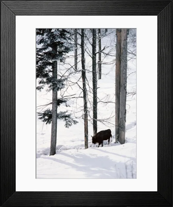 Framed Print : European Bison - In snow in forest JPF16003 Framed Print : European Bison - In snow in forest JPF16003