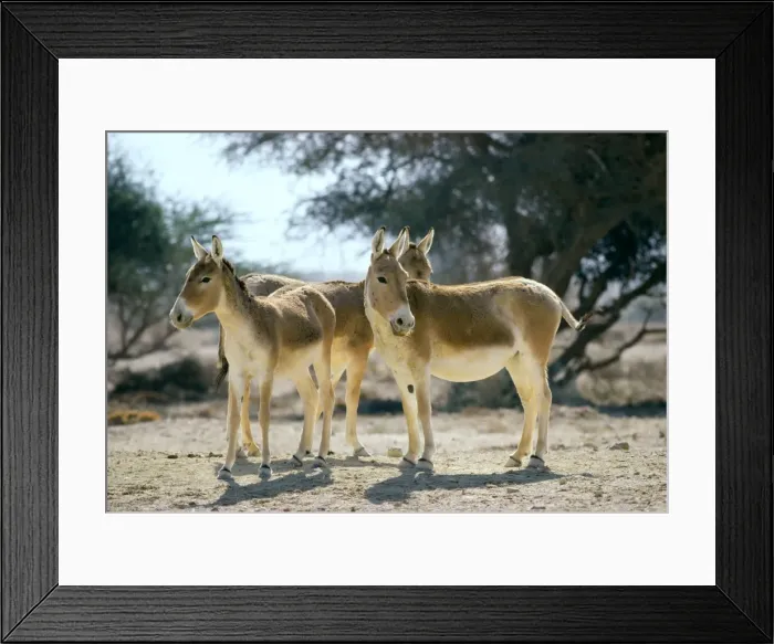 Framed Print : Onager / Persian Wild Ass - Central Asia JPF17028 Framed Print : Onager / Persian Wild Ass - Central Asia JPF17028