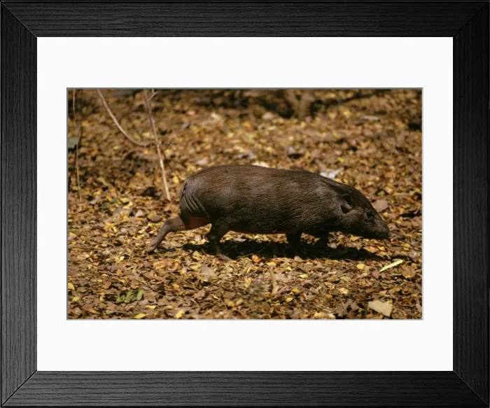Framed Print : Pygmy Hog - Assam, India JPF16612 Framed Print : Pygmy Hog - Assam, India JPF16612