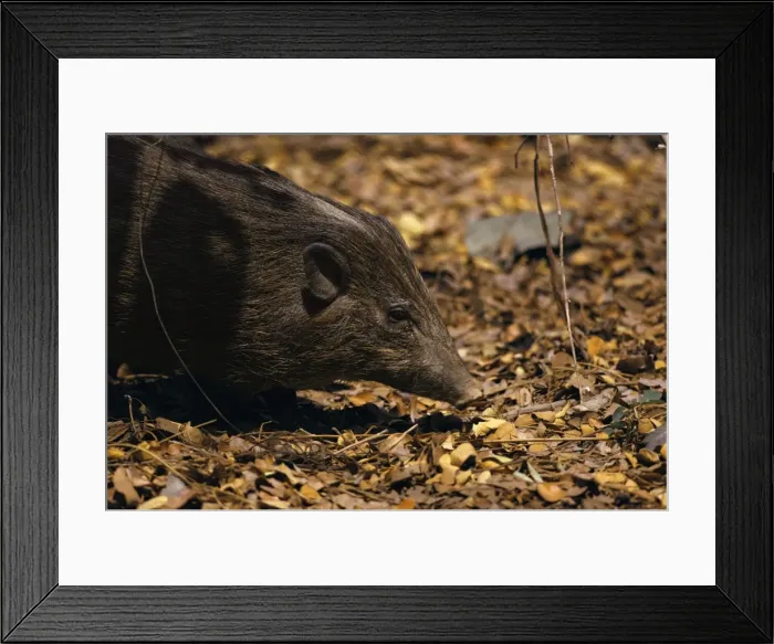 Framed Print : Pygmy Hog - Assam, India JPF16611 Framed Print : Pygmy Hog - Assam, India JPF16611
