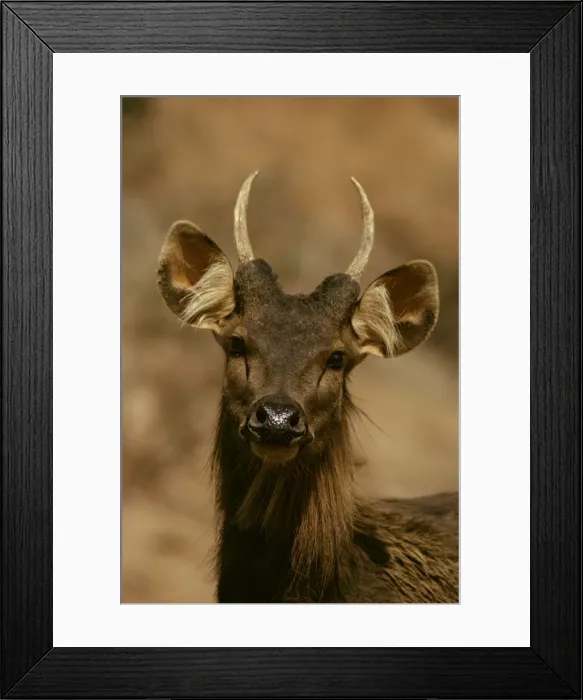 Framed Print : Sambar JPF16598 Framed Print : Sambar JPF16598