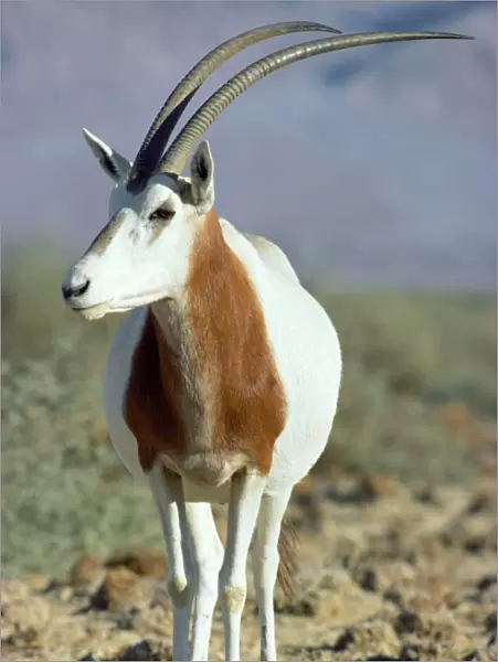 Scimitar-horned Oryx - Northern Africa JPF16520