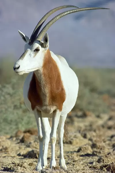 Scimitar-horned Oryx - Northern Africa JPF16520