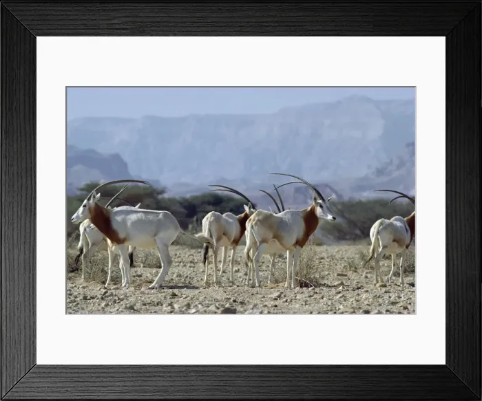 Framed Print : Scimitar-horned Oryx - Northern Africa JPF16510 Framed Print : Scimitar-horned Oryx - Northern Africa JPF16510
