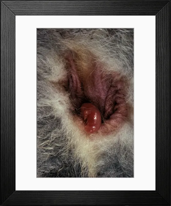 Framed Print : Macropod reproduction - newborn entering the pouch, Australia JPF12025