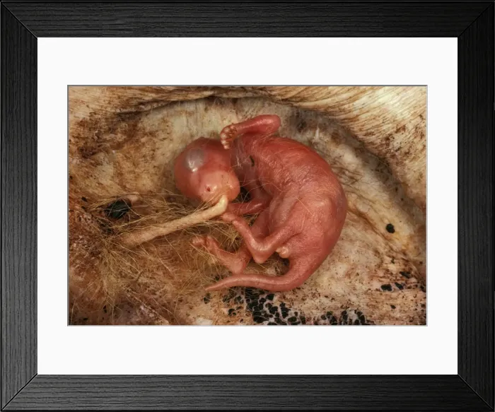 Framed Print : Macropod reproduction - 4-5 week old joey in pouch attached to teat, note already developed hind legs, Australia JPF11960 Framed Print : Macropod reproduction - 4-5 week old joey in pouch attached to teat, note already developed hind legs, Australia JPF11960