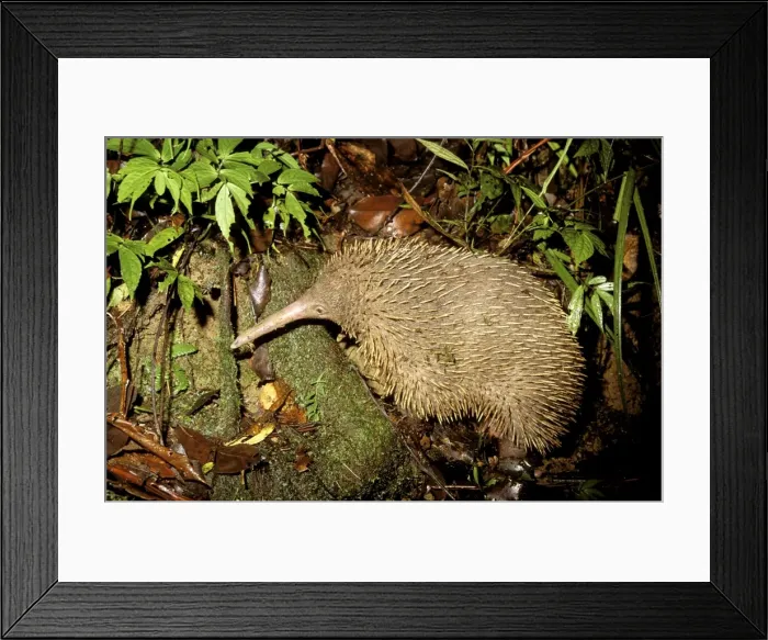 Framed Print : Long-beaked Echidna - Searching for worms - Papua New Guinea JPF27525 Framed Print : Long-beaked Echidna - Searching for worms - Papua New Guinea JPF27525