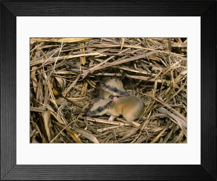 Framed Print : Rufous Spiny Bandicoot - Young in nest - Utai, Western Sepik, Papua New Guinea JPF27359 Framed Print : Rufous Spiny Bandicoot - Young in nest - Utai, Western Sepik, Papua New Guinea JPF27359