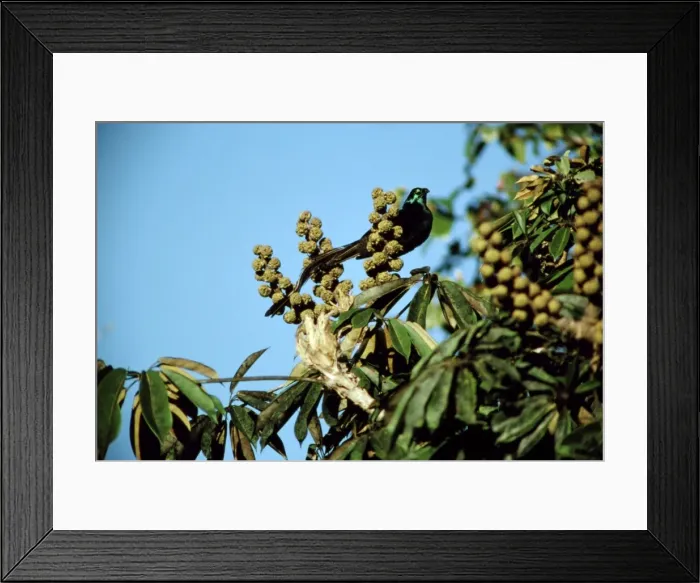 Framed Print : Ribbon-tailed Astrapia - Nothofagus forest, Papua New Guinea, mountains in eastern central New Guinea JPF29612 Framed Print : Ribbon-tailed Astrapia - Nothofagus forest, Papua New Guinea, mountains in eastern central New Guinea JPF29612