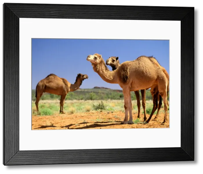 Framed Print : Dromedary Camel - Central Australia JPF28560