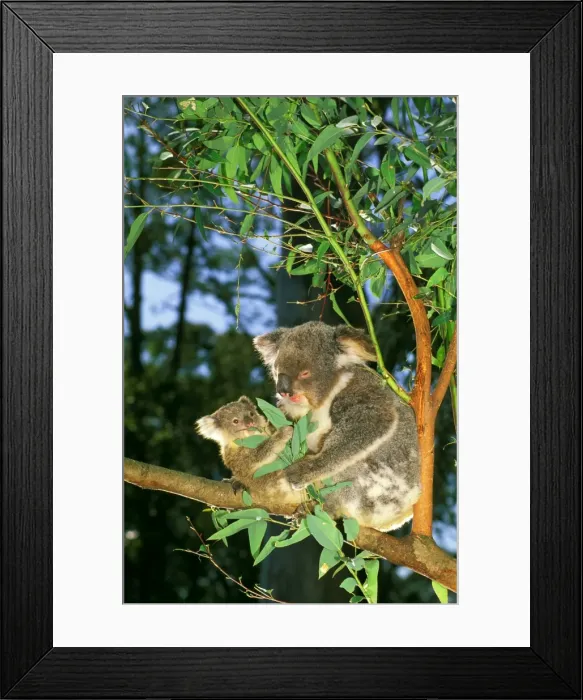 Framed Print : Koala - Mother and young feeding in eucalyptus tree - Australia JPF29797 Framed Print : Koala - Mother and young feeding in eucalyptus tree - Australia JPF29797