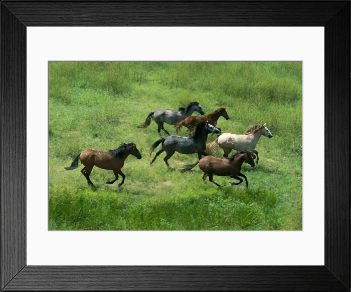 Framed Print : Feral Horses / Brumbies - Kakadu National Park (World Heritage Area) - Northern Territory, Australia JPF29222 Framed Print : Feral Horses / Brumbies - Kakadu National Park (World Heritage Area) - Northern Territory, Australia JPF29222
