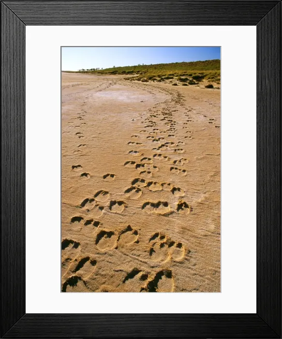 Framed Print : Camel tracks - Lake Disappointment (salt lake), Little Sandy Desert, Western Australia JPF28348