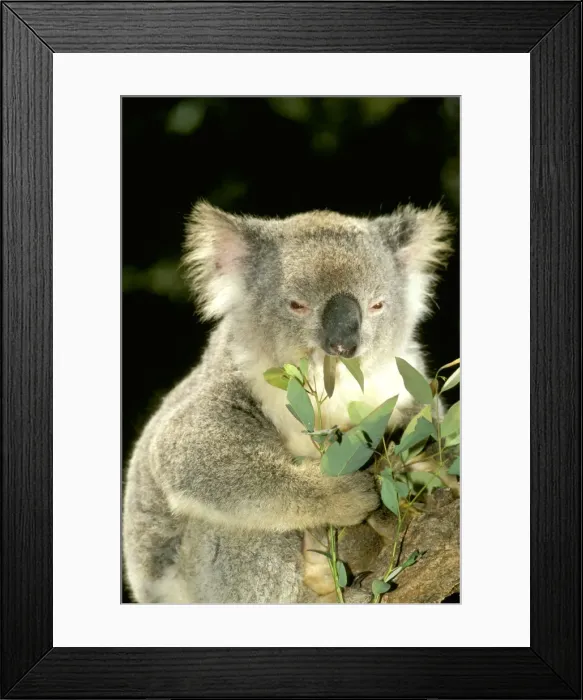 Framed Print : Koala- Eating, Australia JPF29876