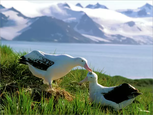 Wandering Albatross - Pair preening (part of courtship behaviour), Albatross Island, South Georgia, Antarctica, Islands in the southern ocean, December JPF30665