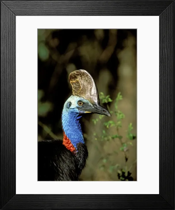Framed Print : Southern Cassowary - Male in tropical rainforest - North Queensland - Australia - New Guinea JPF33843 Framed Print : Southern Cassowary - Male in tropical rainforest - North Queensland - Australia - New Guinea JPF33843