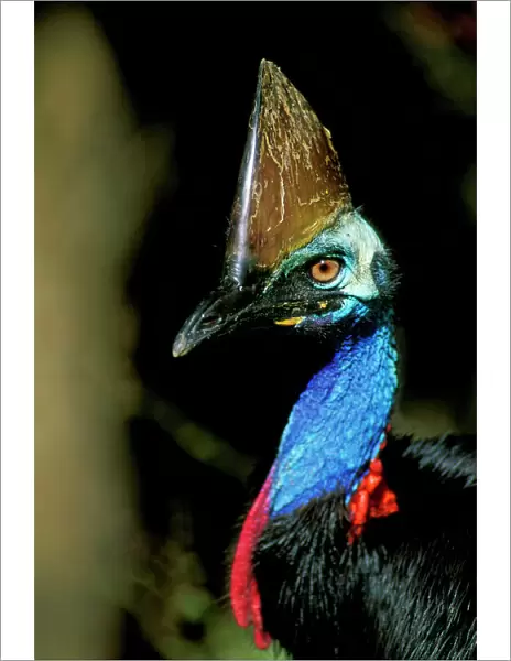 Southern Cassowary - Male in tropical rainforest - North Queensland - Australia - New Guinea JPF33840