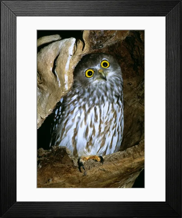 Framed Print : Barking Owl - Australia, northern Moluccas to New Guinea, Australia except desert areas & Tasmania JPF33866 Framed Print : Barking Owl - Australia, northern Moluccas to New Guinea, Australia except desert areas & Tasmania JPF33866