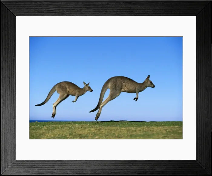 Framed Print : Eastern Grey Kangaroo - Running, Murramarang National Park, New South Wales, Australia JPF39218 Framed Print : Eastern Grey Kangaroo - Running, Murramarang National Park, New South Wales, Australia JPF39218