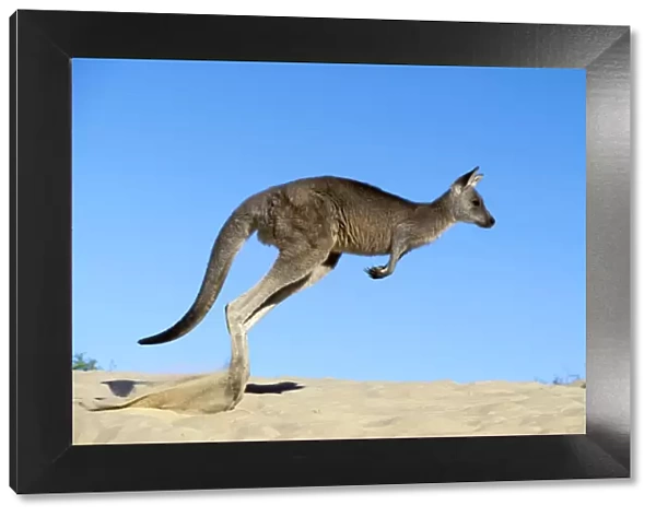 Eastern Grey Kangaroo - Hopping - Australia JPF39252