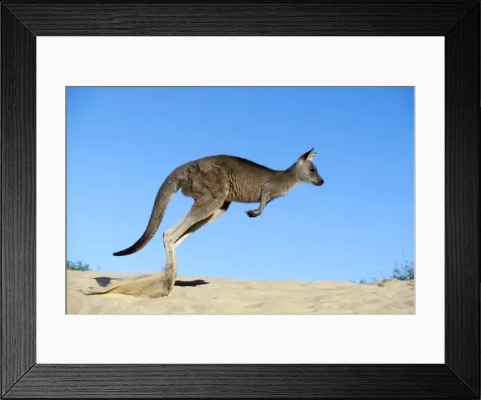 Framed Print : Eastern Grey Kangaroo - Hopping - Australia JPF39252 Framed Print : Eastern Grey Kangaroo - Hopping - Australia JPF39252