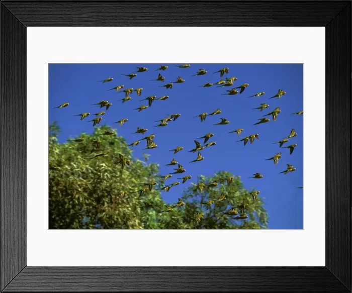Framed Print : Budgerigar - In flight, Far western New South Wales, Australia JPF43650 Framed Print : Budgerigar - In flight, Far western New South Wales, Australia JPF43650