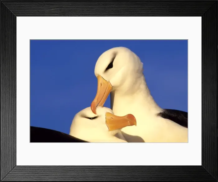 Framed Print : Black-browed Albatross - Pair - Westpoint Island, Falkland Islands, South Atlantic JPF41845 Framed Print : Black-browed Albatross - Pair - Westpoint Island, Falkland Islands, South Atlantic JPF41845