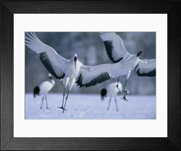 Framed Print : Red-crowned Crane - In mid-flight - Kushiro Shitsugen National Park, Hokkaido, Japan, eastern Eurasia JPF39098 Framed Print : Red-crowned Crane - In mid-flight - Kushiro Shitsugen National Park, Hokkaido, Japan, eastern Eurasia JPF39098